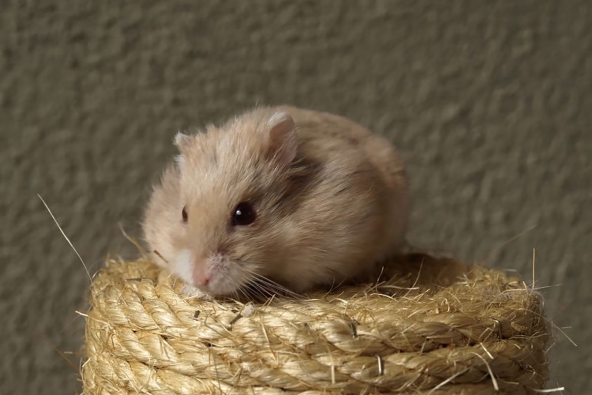 Hamster-Drama in Spanien: Mutter stirbt nach Biss ihres Hamsters