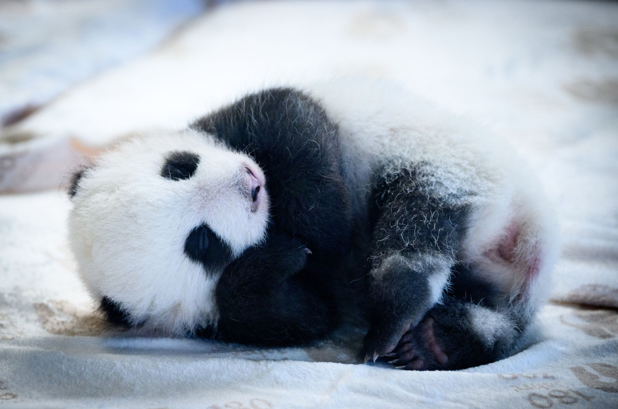 Panda-Babys: Zehntausende besuchen den Berliner Zoo