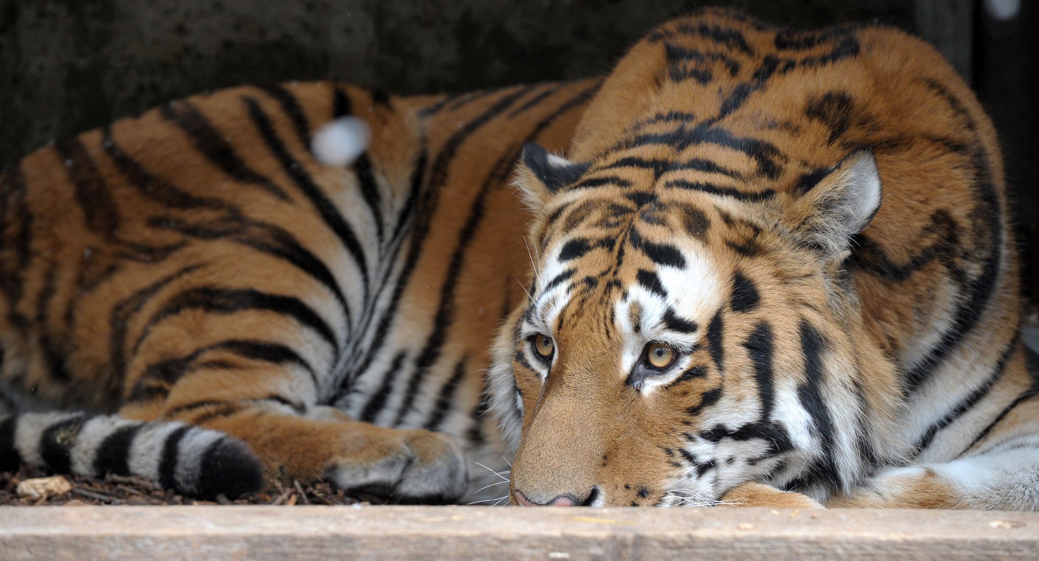 Tragischer Vogelgrippeausbruch in vietnamesischen Zoos