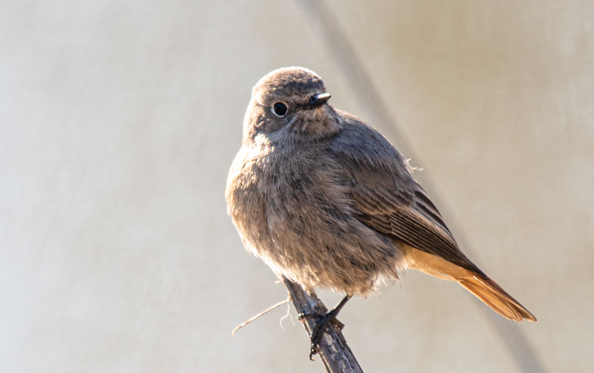 Hausrotschwanz ist «Vogel des Jahres» 2025