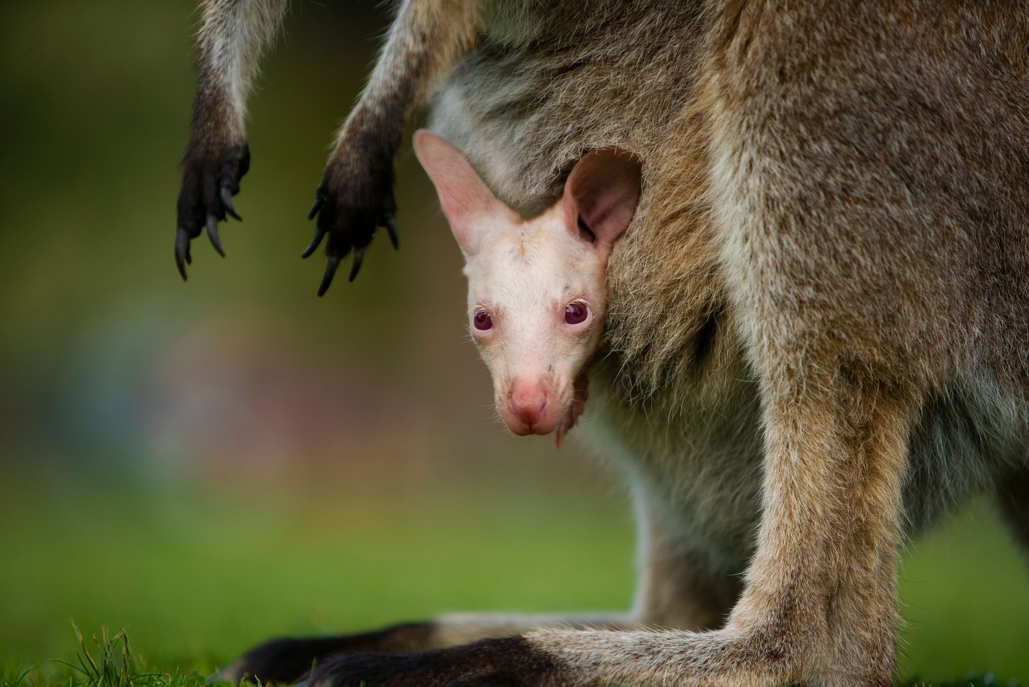 Seltenes Albino-Wallaby in Australien: Park präsentiert Olaf