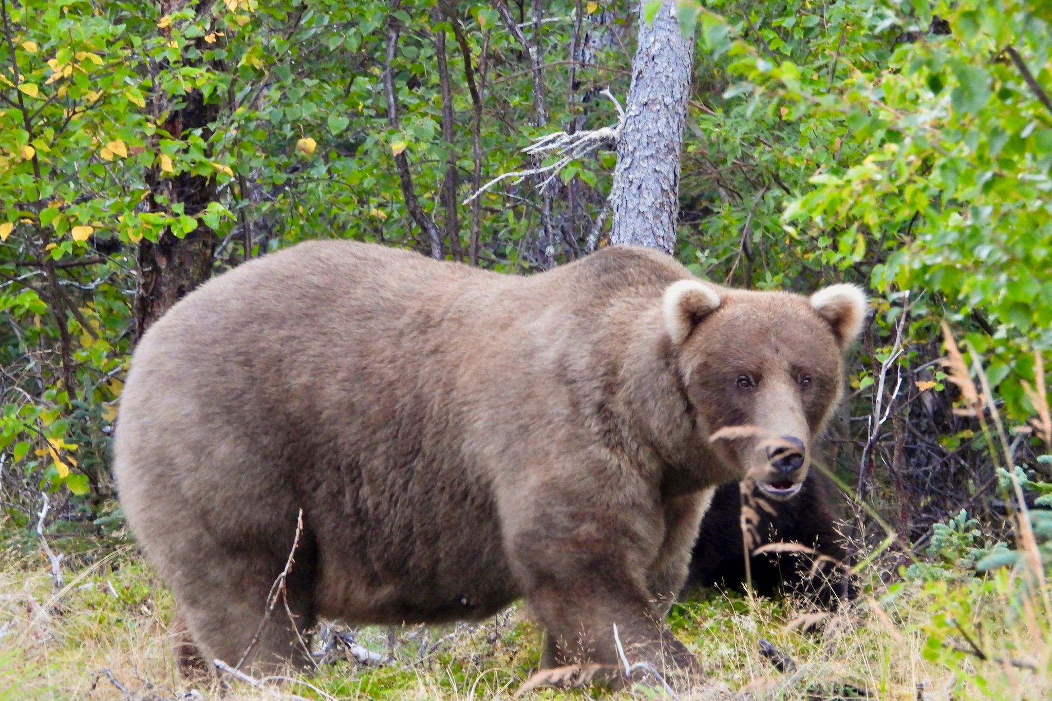 Fettbärin Grazer gewinnt Titel im Katmai-Nationalpark