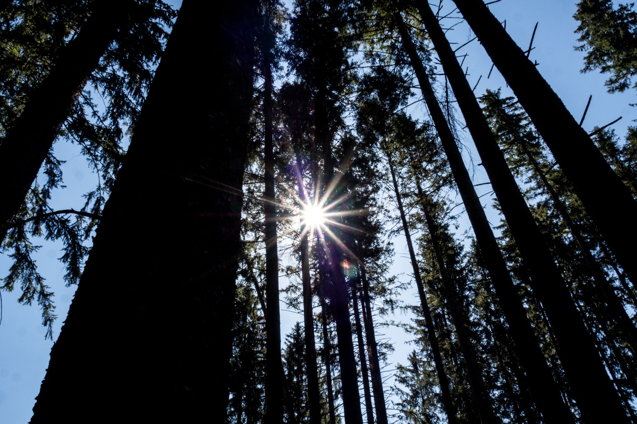 Waldbesitzerverbände: Waldumbau ist Mehrgenerationen-Projekt