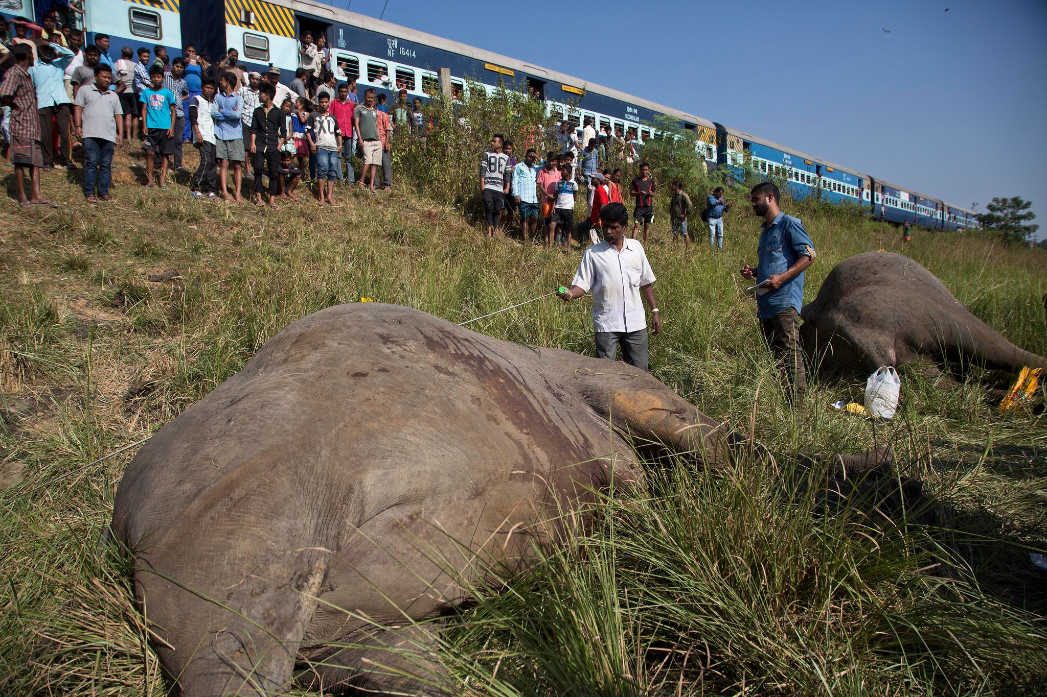 Tierschutz mit Künstlicher Intelligenz in Indien