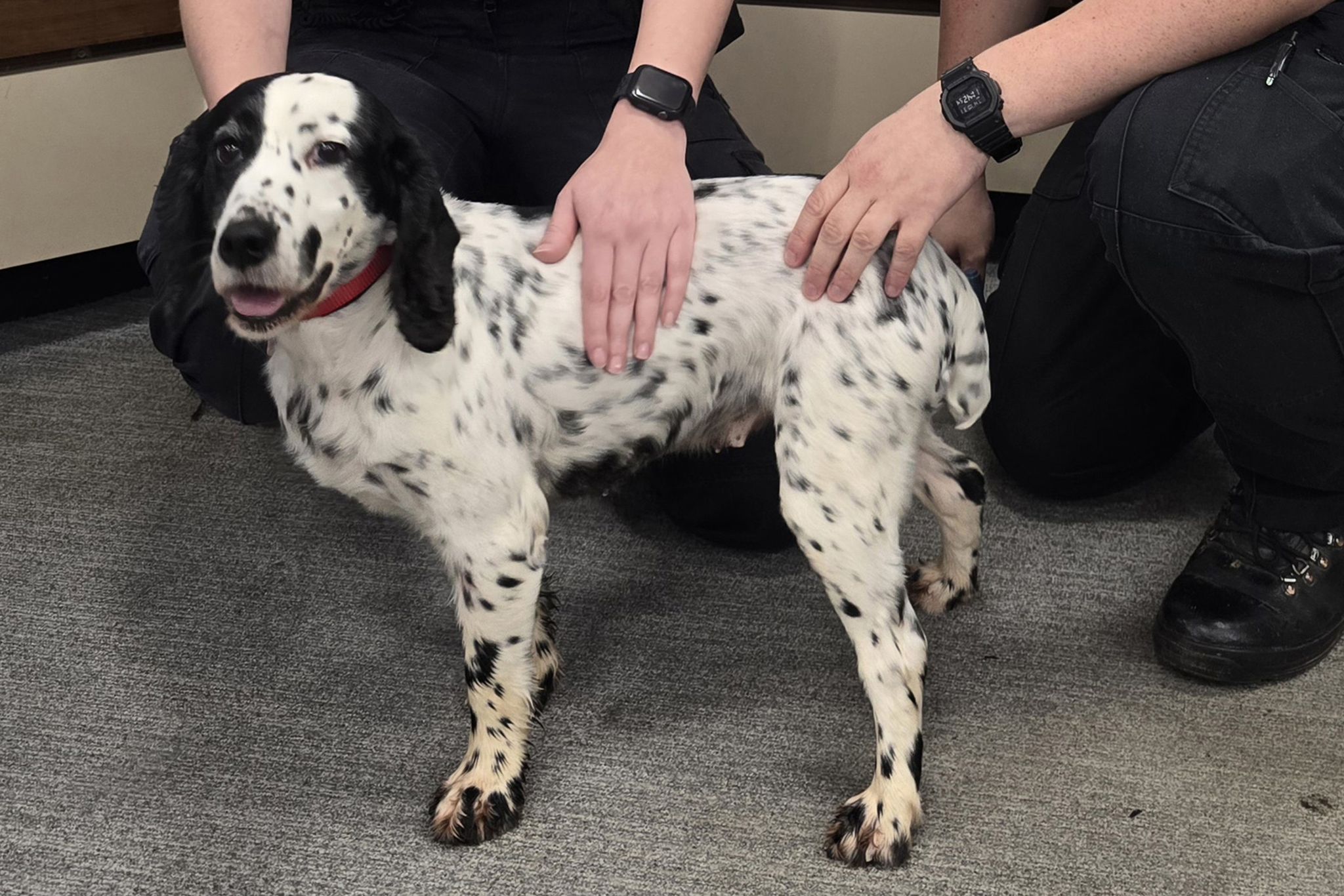 Vor acht Jahren gestohlen: Polizei findet Hund in England