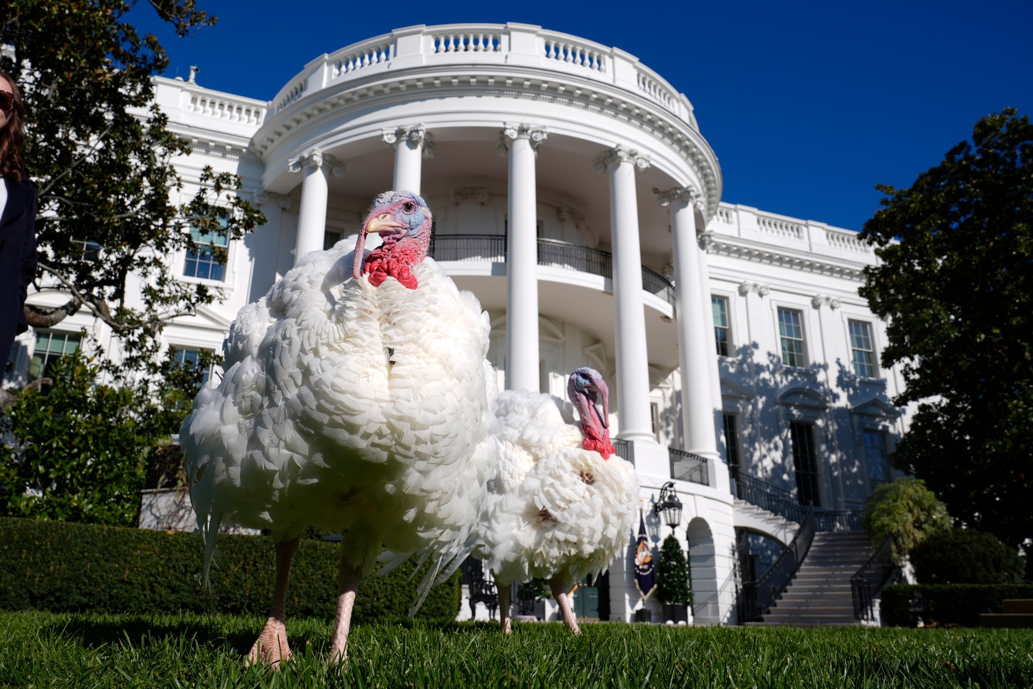 US-Präsident Biden begnadigt Truthähne vor Thanksgiving-Fest