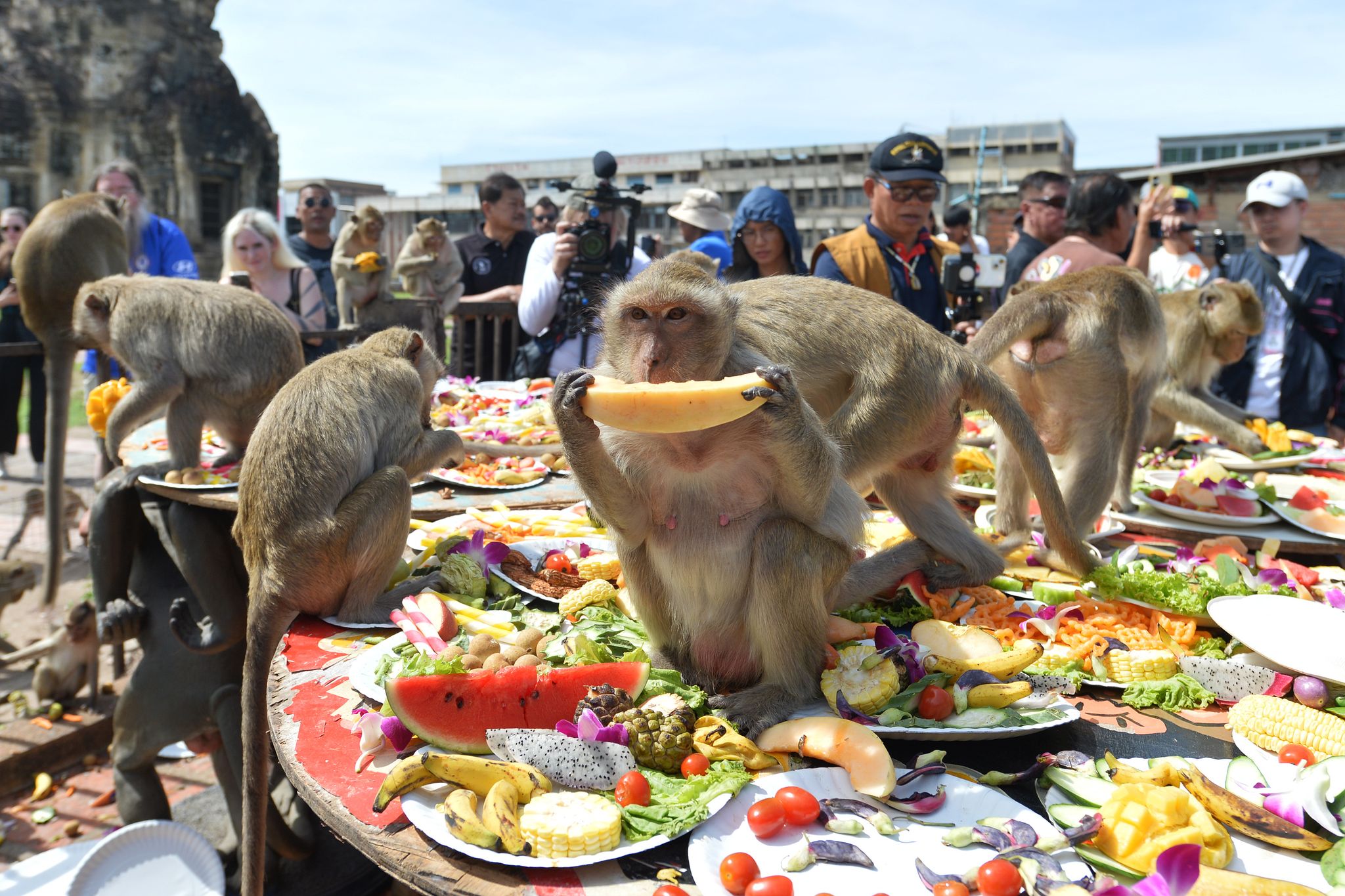 Affenfest in Lop Buri: All-you-can-eat für Langschwanzmakaken