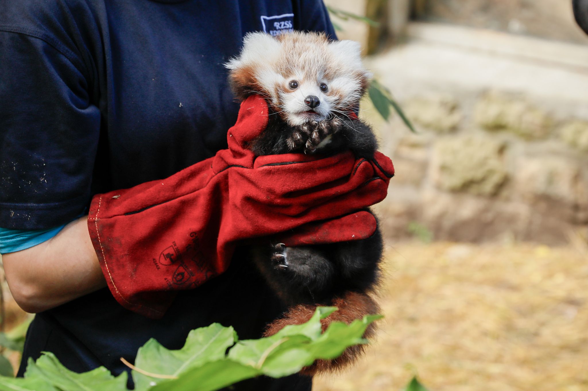 Tragischer Tod von Rotes-Panda-Baby in Schottland