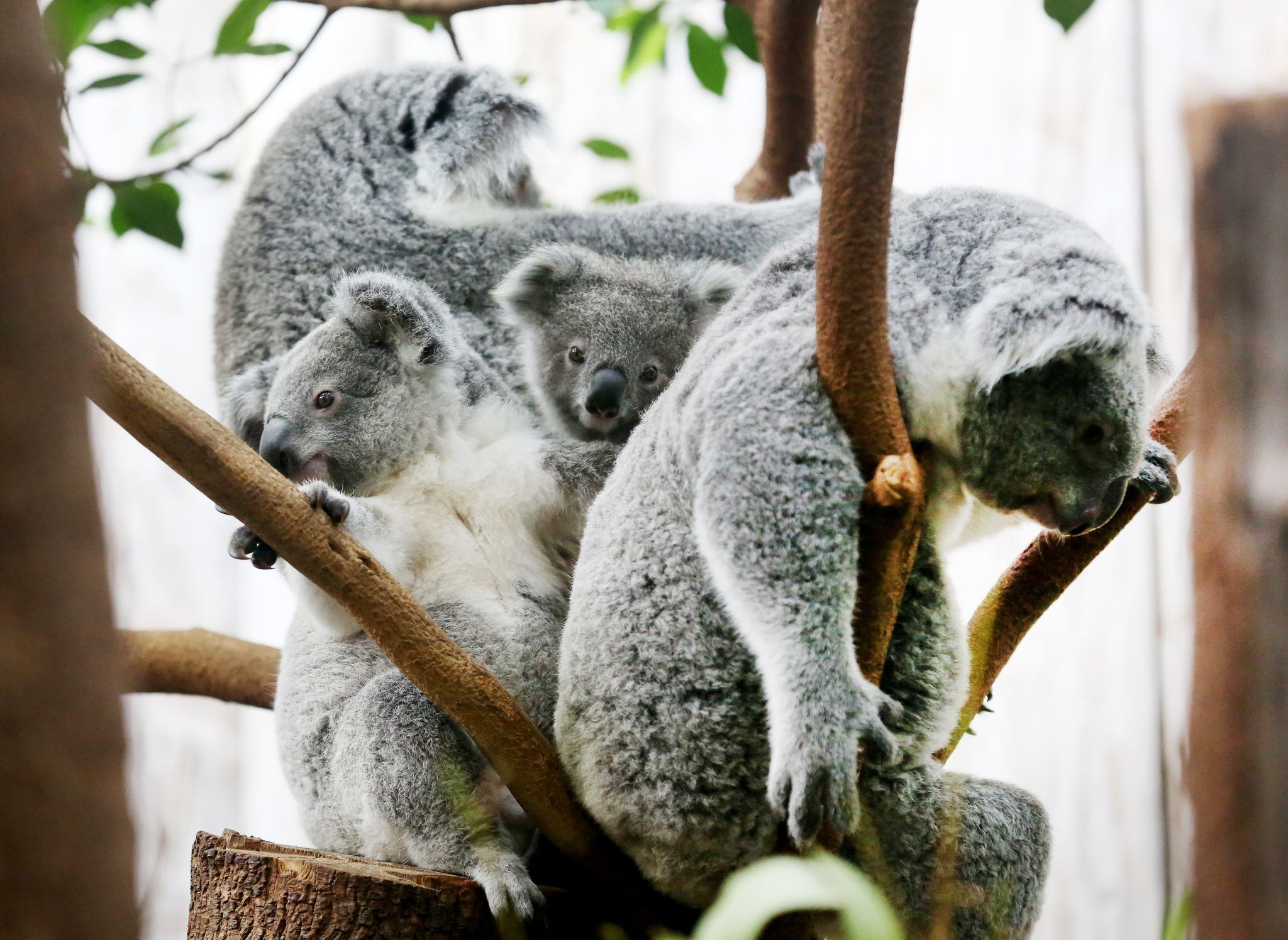 Tragödie im Duisburger Zoo: Koalas sterben an Magen-Darm-Erkrankungen