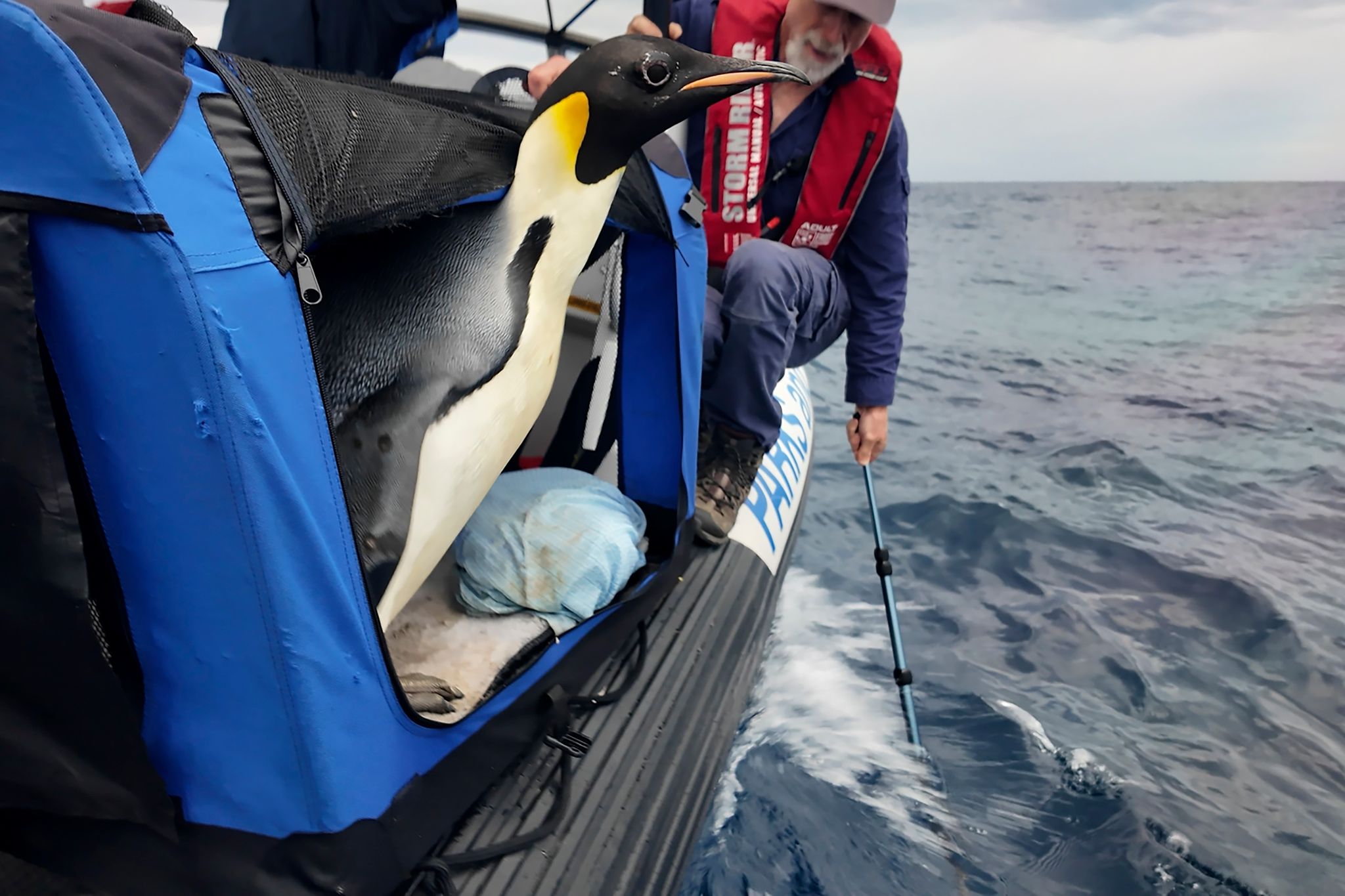 Verirrter Kaiserpinguin aus Antarktis zurück im Ozean