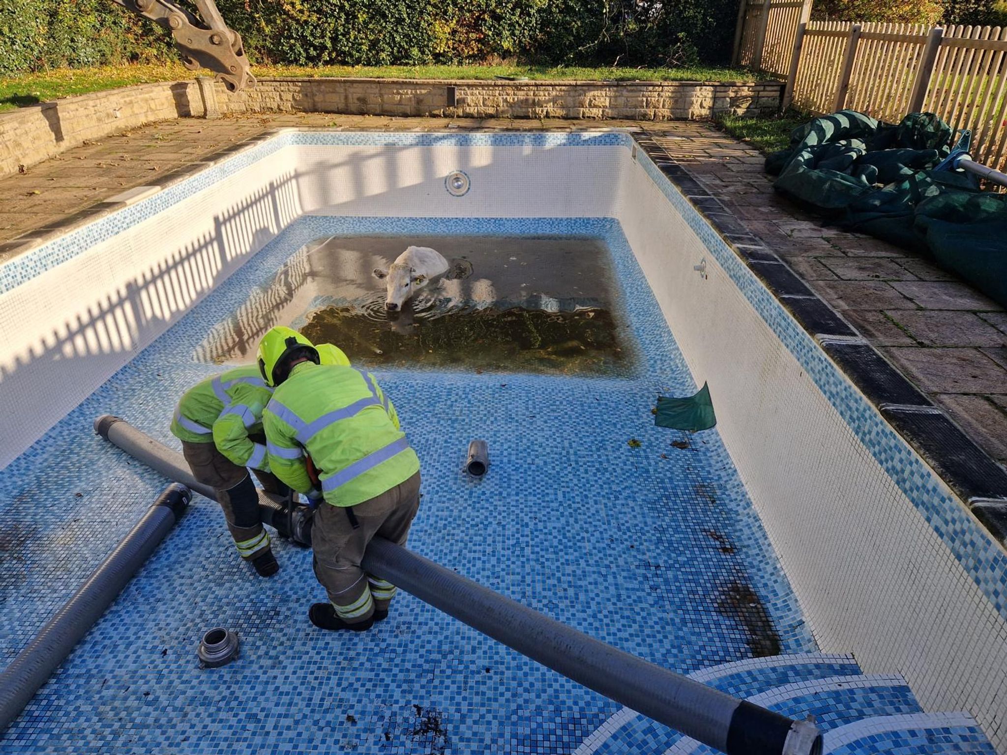 «Wellness-Tag»: Feuerwehr rettet trächtige Kuh aus Pool