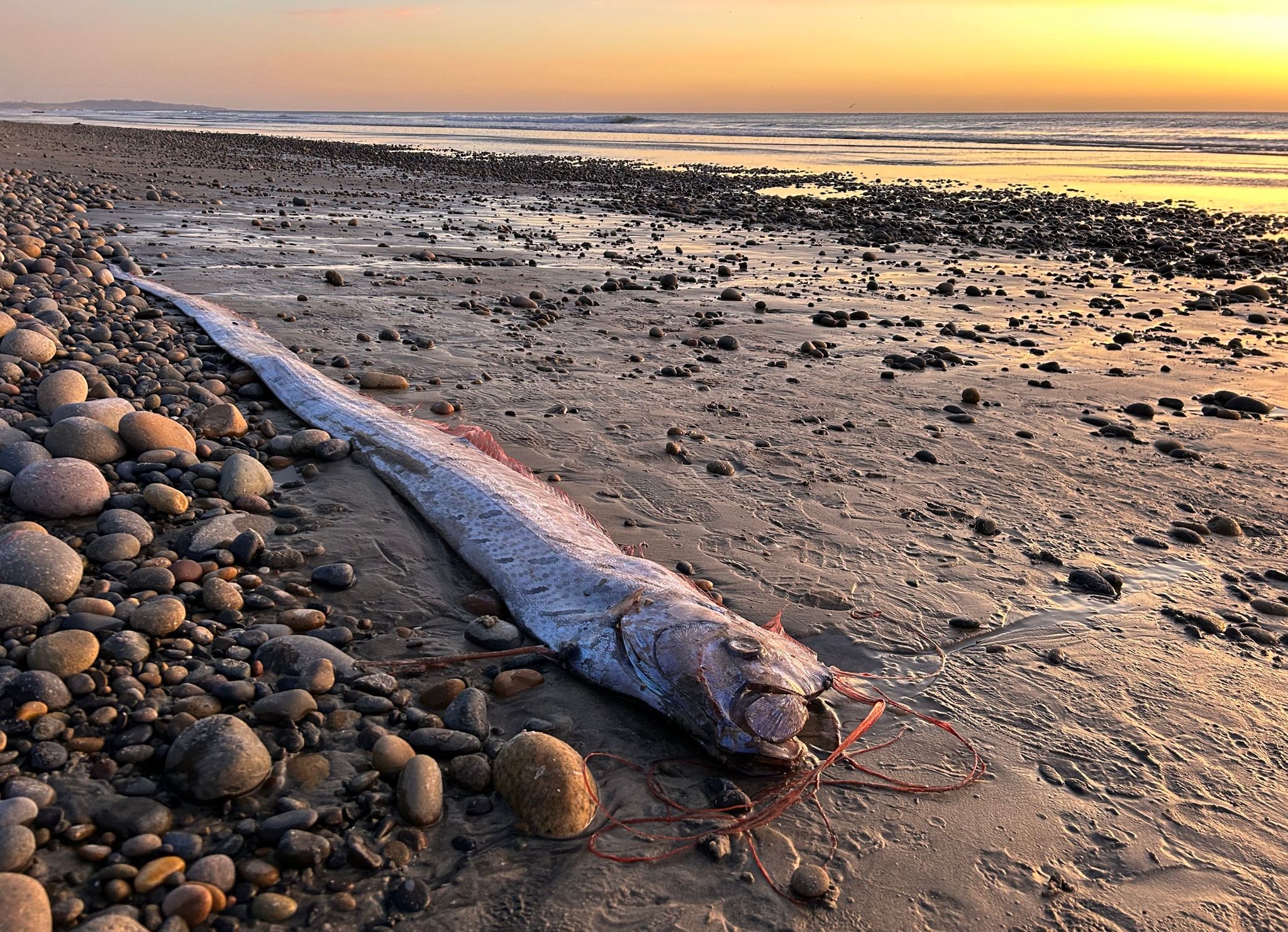 Von wegen Weltuntergang – Forschende begeistert über Fische