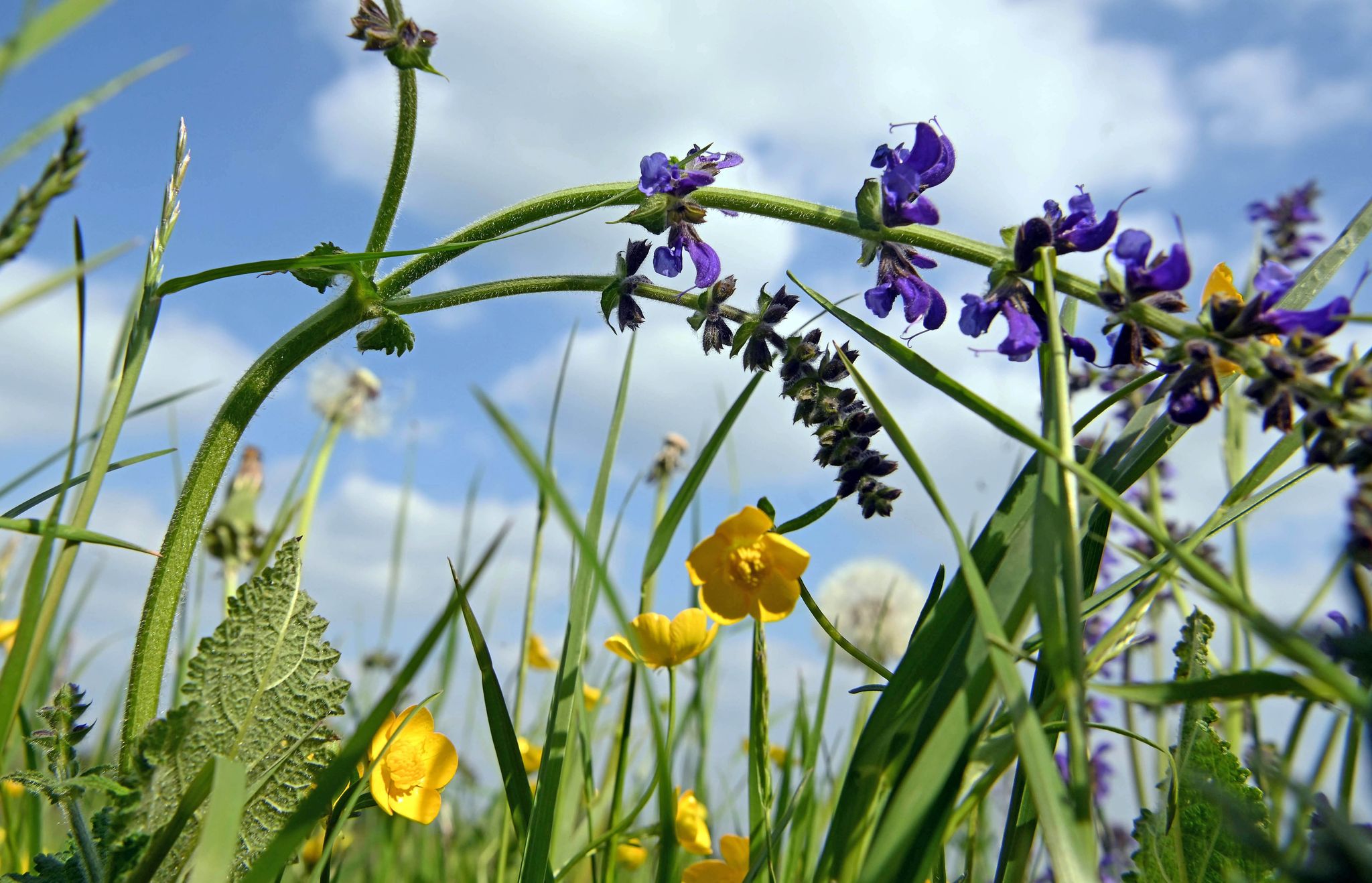 Deutschland wegen zu wenig Naturschutz für Wiesen verurteilt