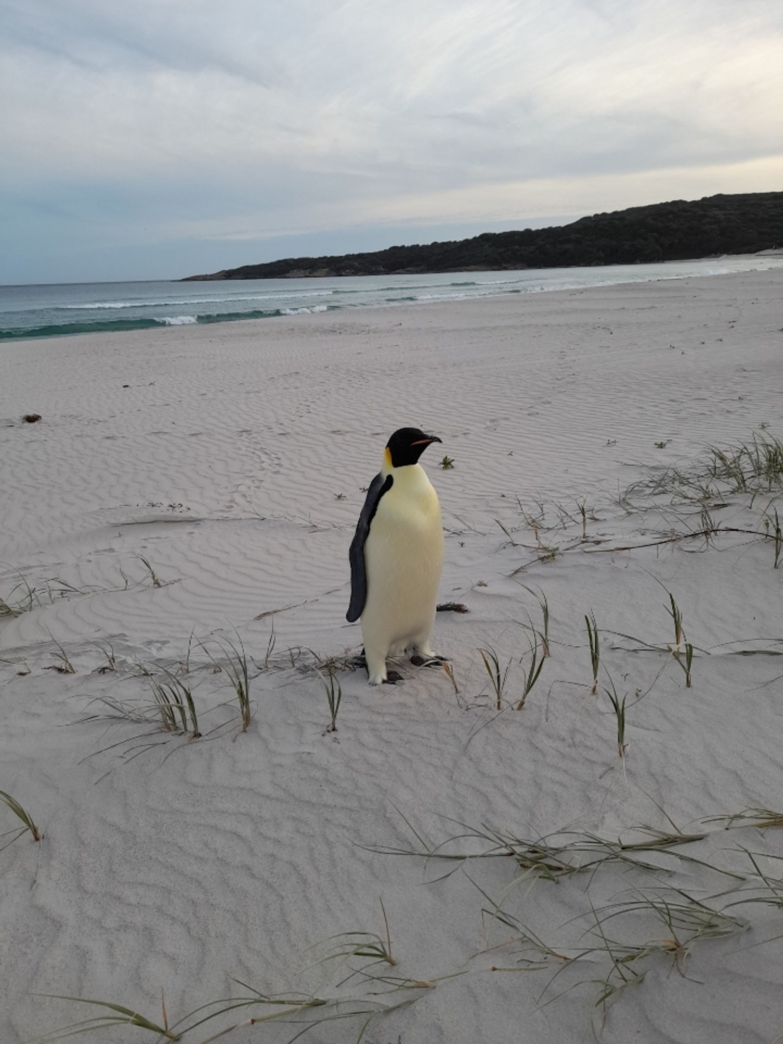 Weit weg von Zuhause: Kaiserpinguin strandet in Australien