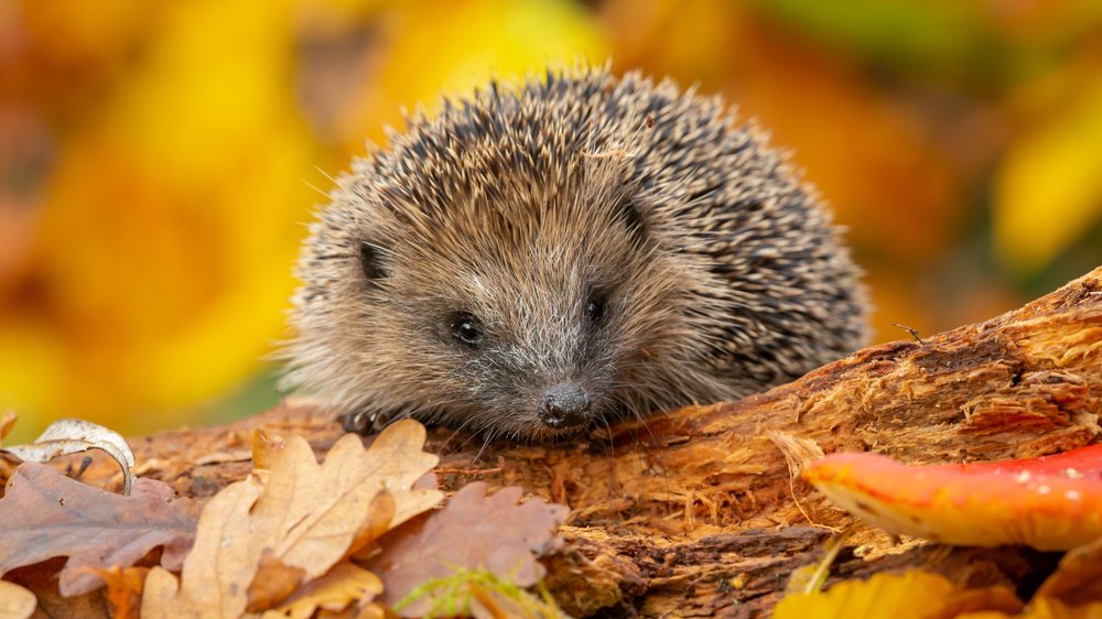 Gartenhilfe für Wildtiere im Winter: Schutz und Unterstützung für Igel, Vögel und Co.