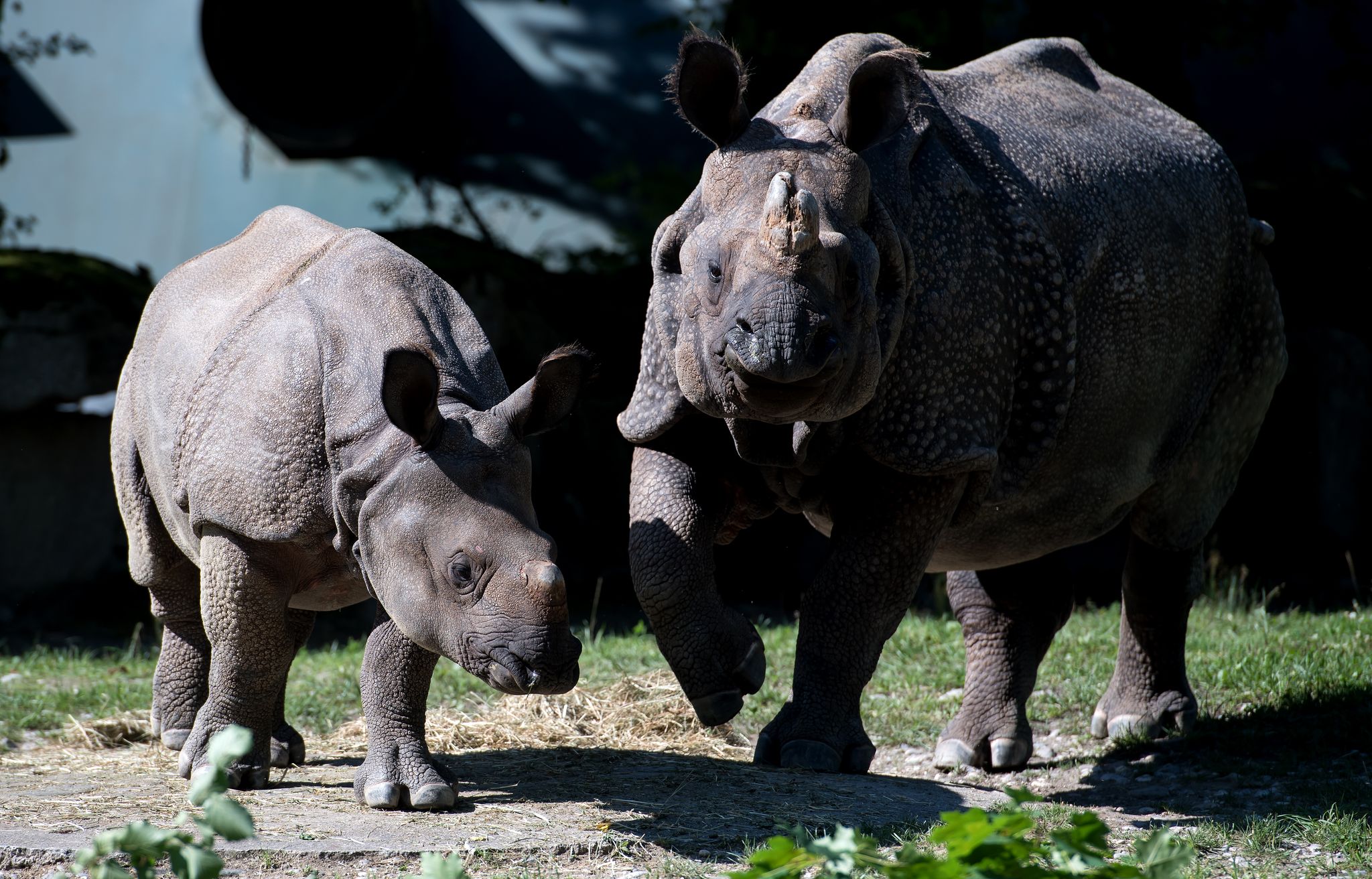 Tierpark Hellabrunn: Nashorn Rapti gestorben