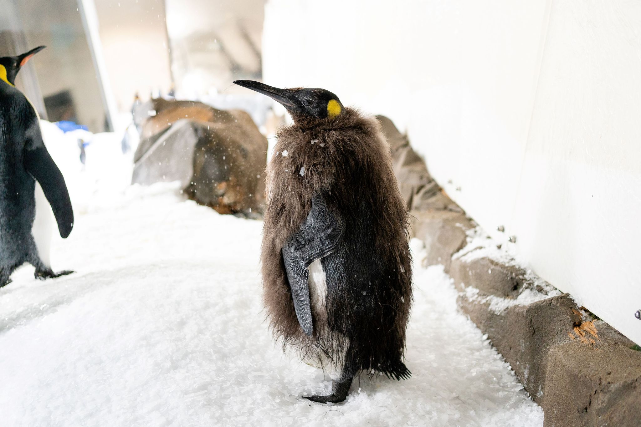 Spektakuläre Verwandlung: Pesto, das Pinguin-Küken, wird erwachsen