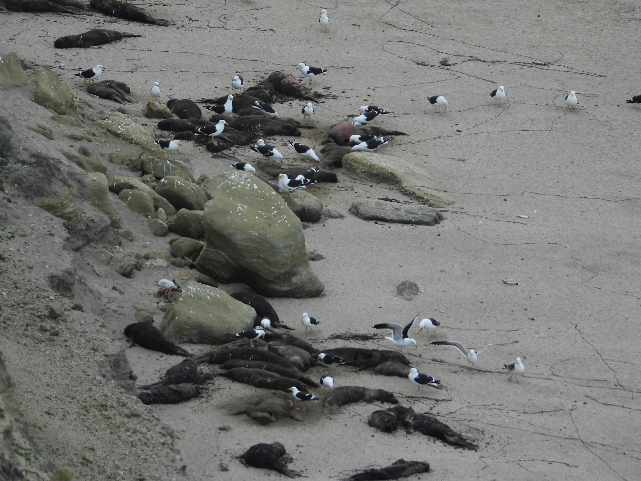 Vogelgrippe breitete sich unter See-Elefanten aus