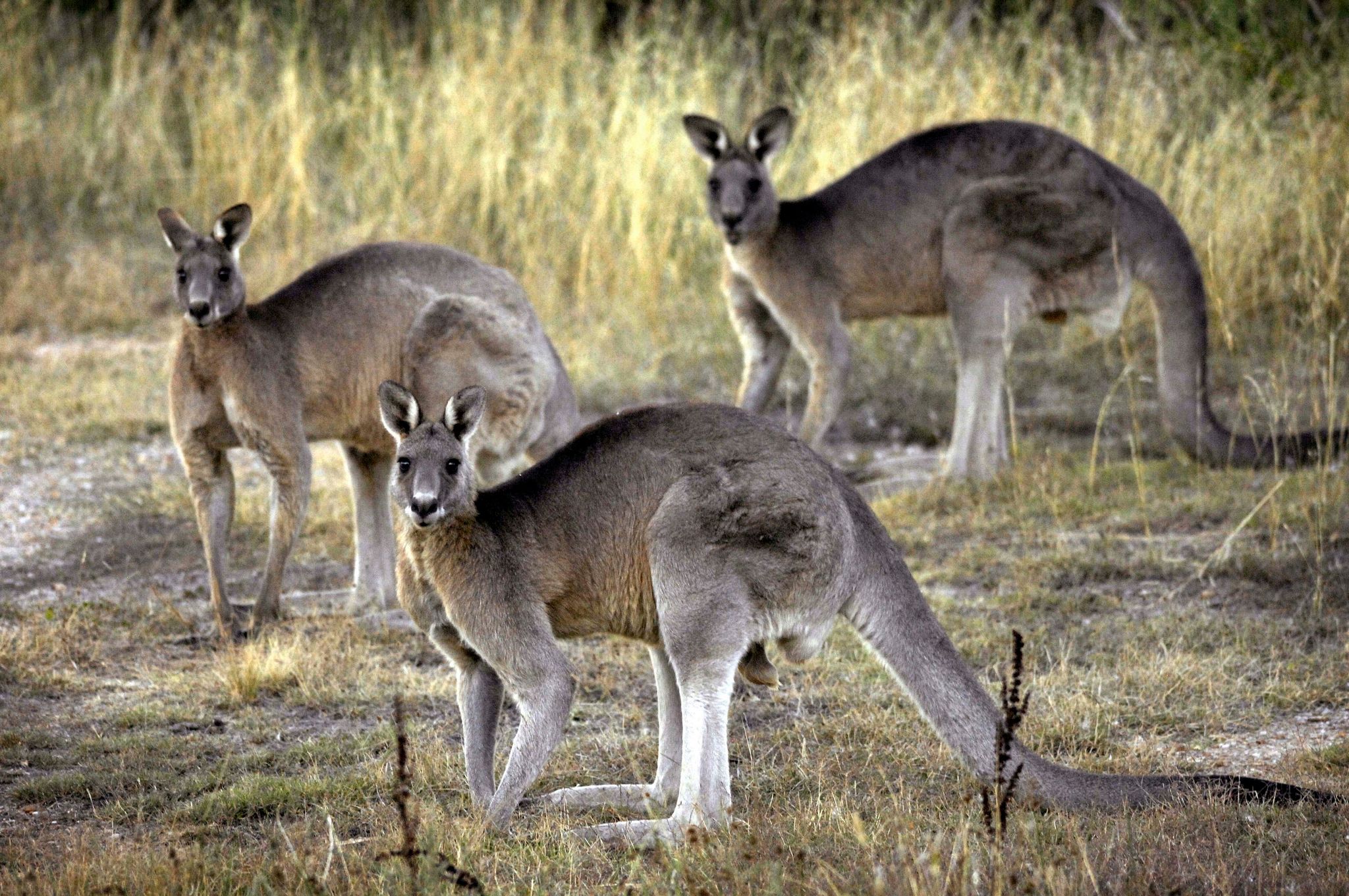 Mann in Australien soll fast 100 Kängurus erschossen haben