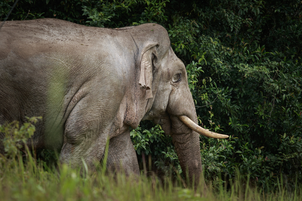 Tragödie in Nationalpark: Touristin von Elefant getötet