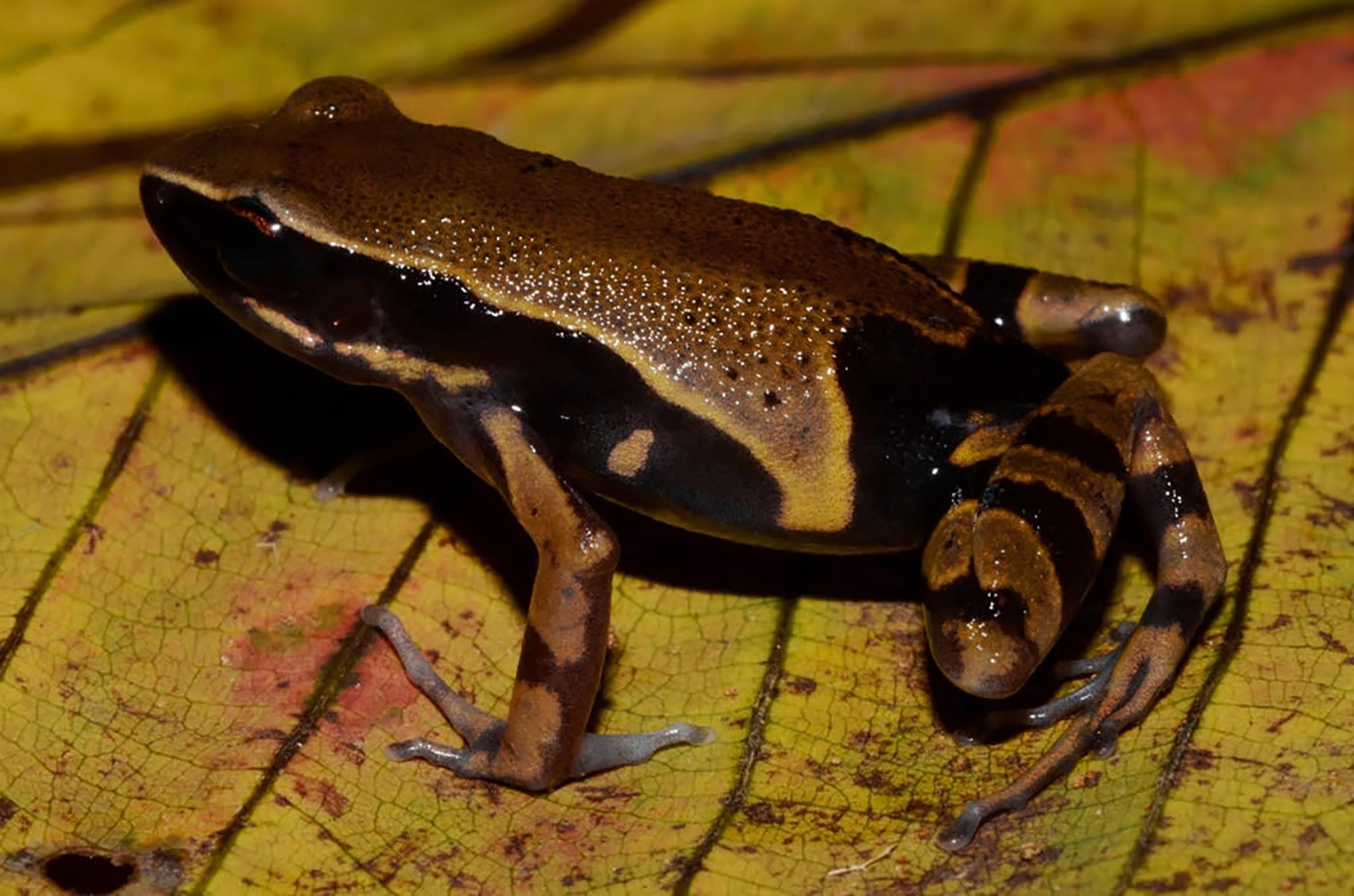 Kongobecken ist «Schatztruhe der biologischen Vielfalt»