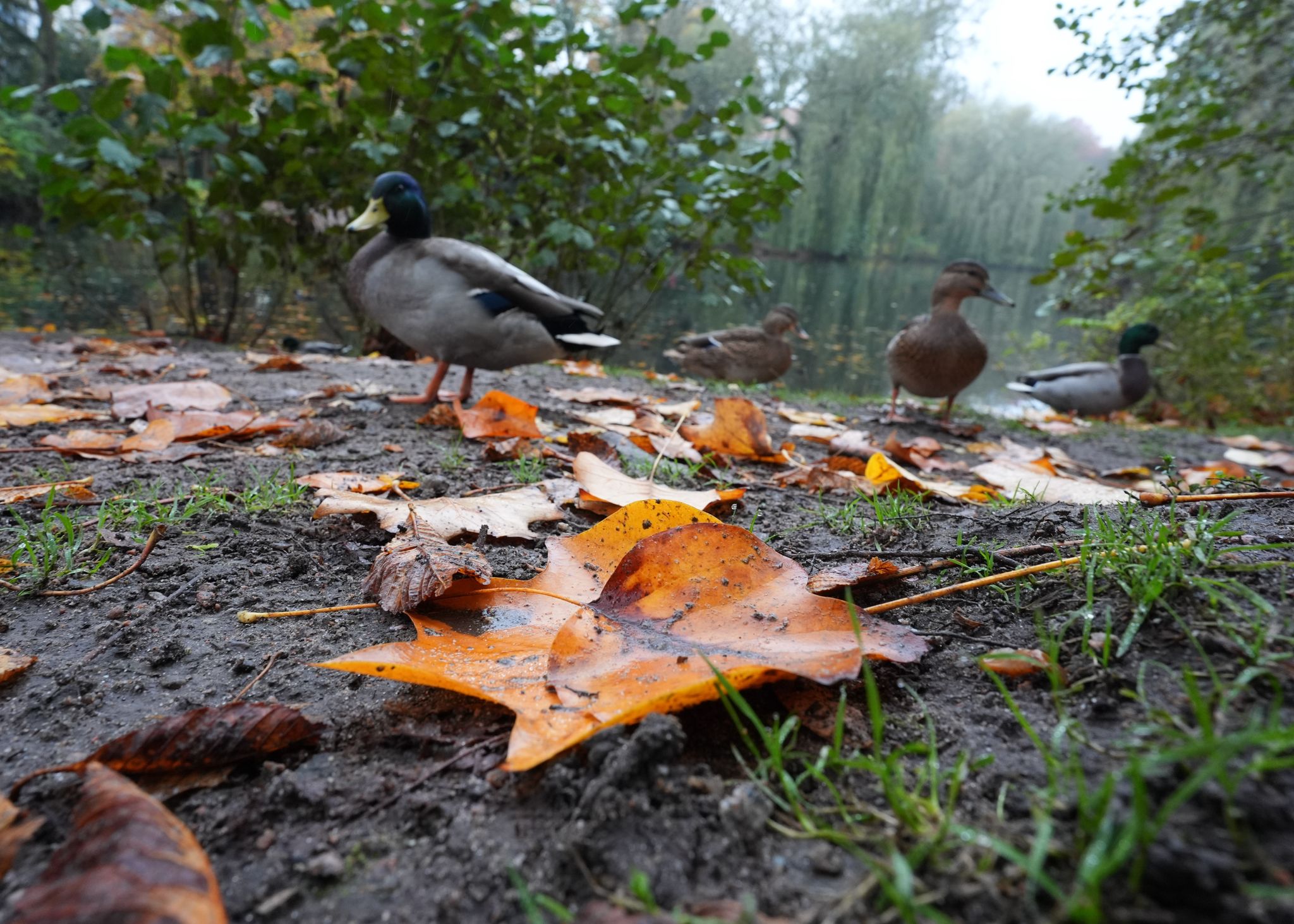 Enten füttern im Winter: Warum es schädlich ist