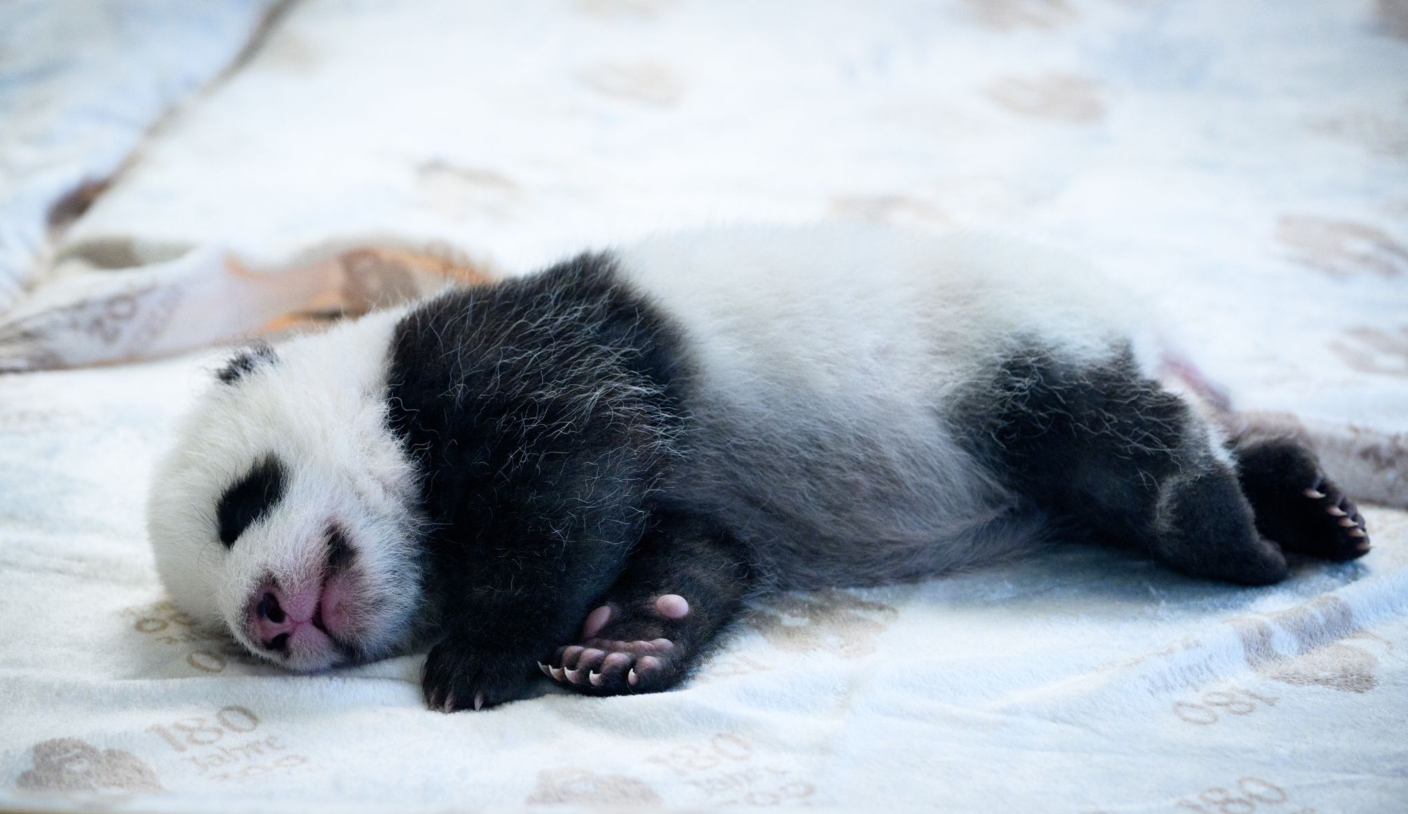 Berliner Panda-Mädchen heißen Leni und Lotti