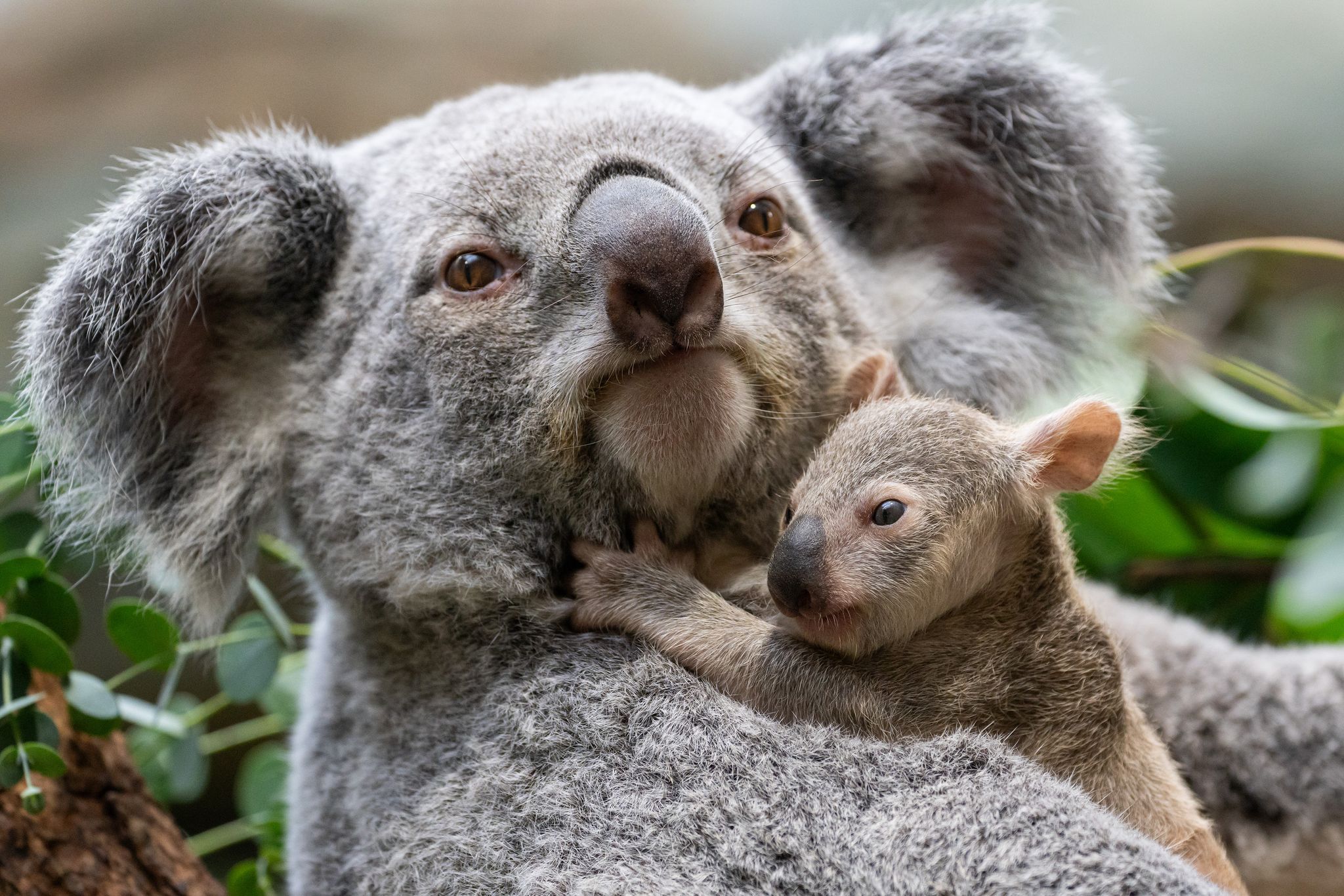 Stuttgarts Koala-Nachwuchs kommt neugierig aus den Beuteln