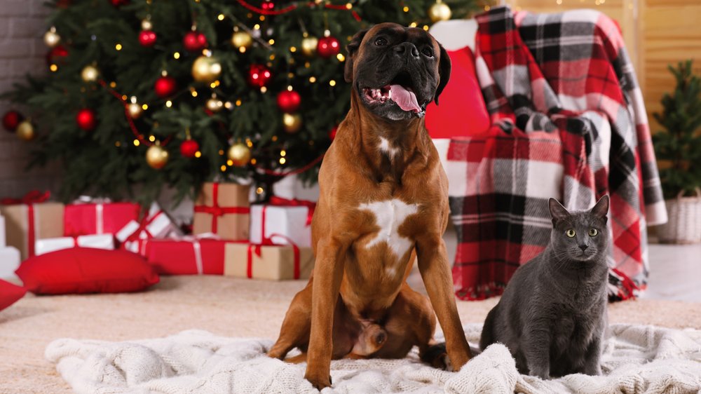 Gefahren für Haustiere in der Weihnachtszeit
