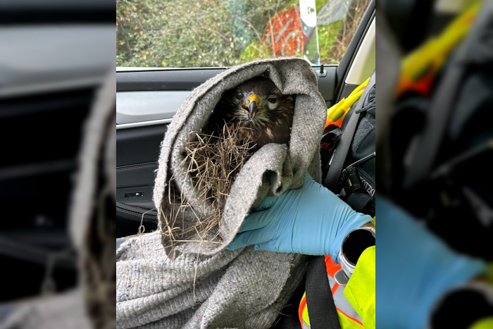 Wiesbaden: Verletzter Mäusebussard gerettet