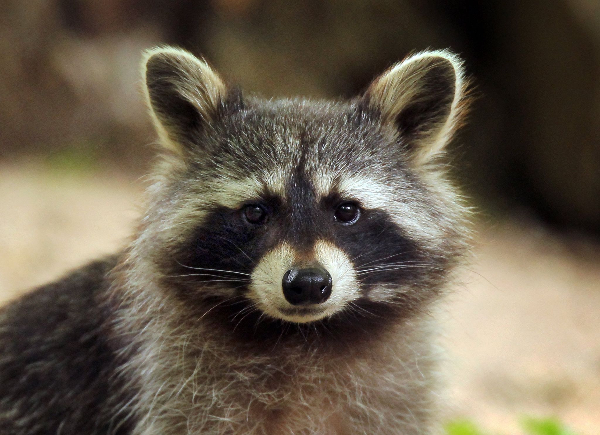 Einbrecher entpuppt sich als Waschbär