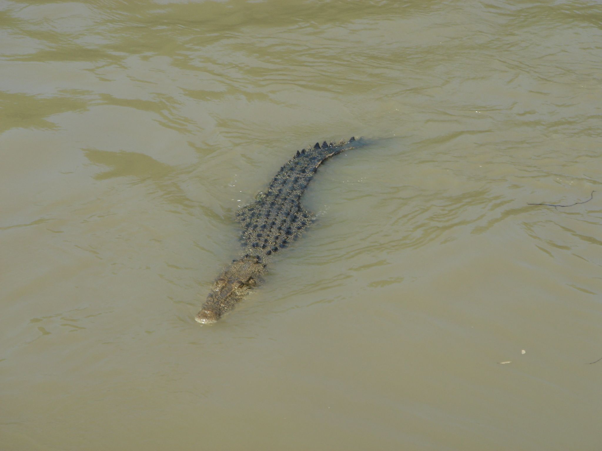 Krokodil tötet Frau in Indonesien