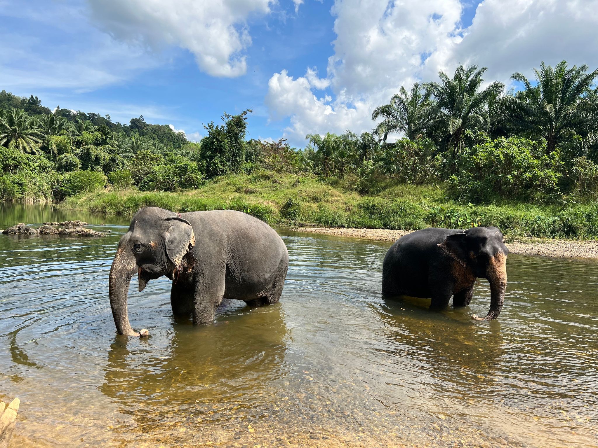 Verhütungsspritze für Elefanten in Thailand