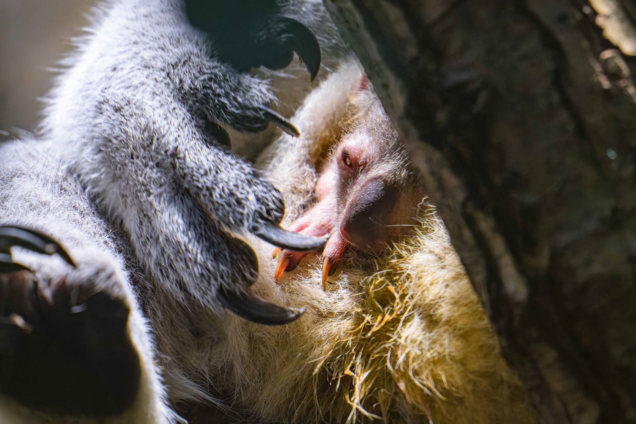 Nach Koala-Drama wieder Nachwuchs im Duisburger Zoo