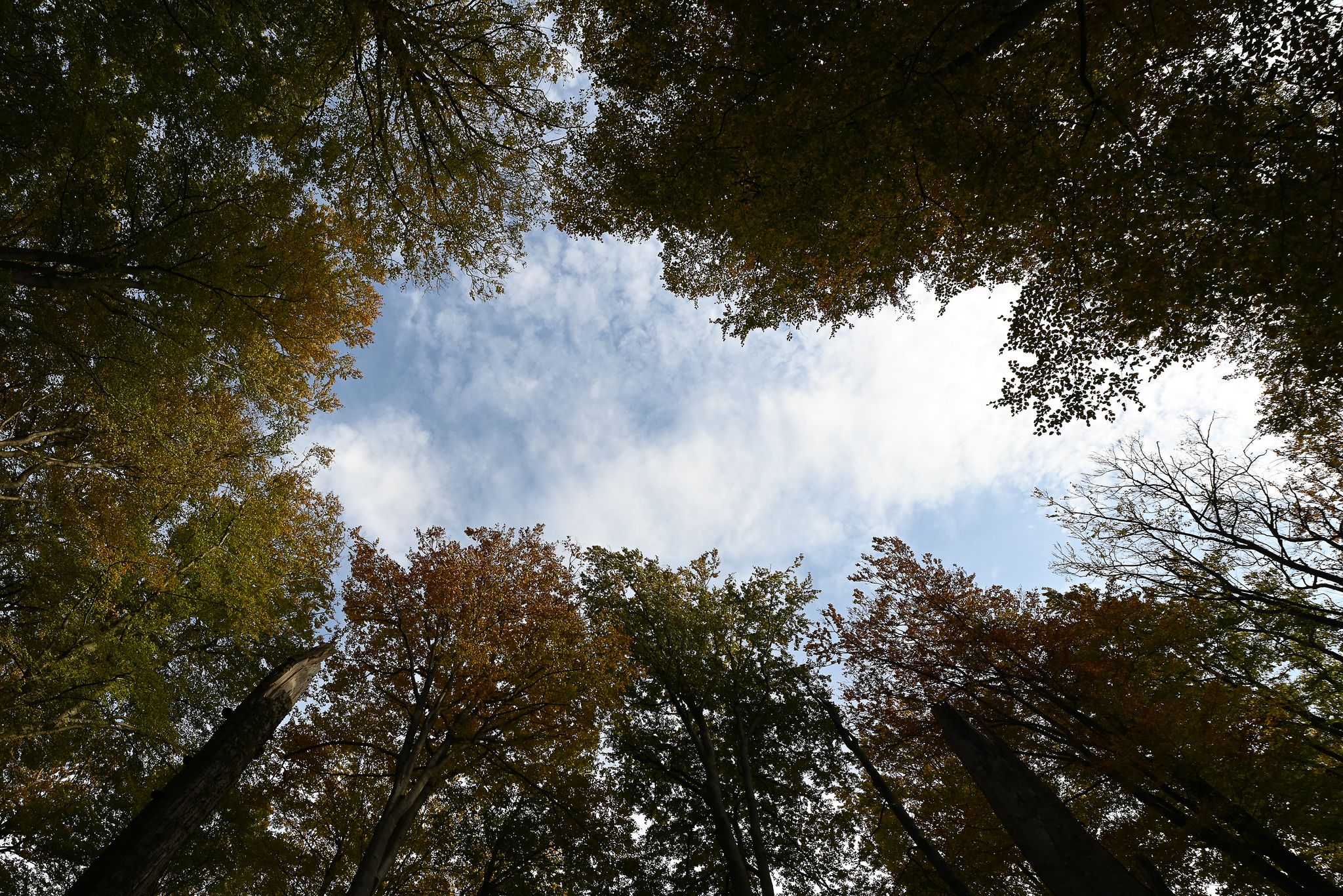 Deutschland auf dem Weg zu mehr Wildnisgebieten