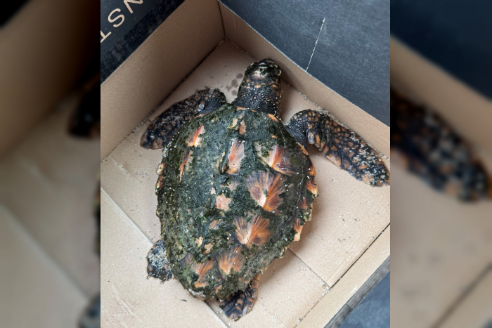 Rantum/Sylt: Urlauber entdecken Unechte Karettschildkröte am Strand