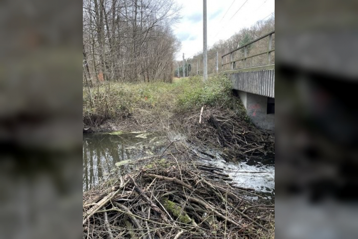 Rodgau: Unbekannte zerstören Biberdamm