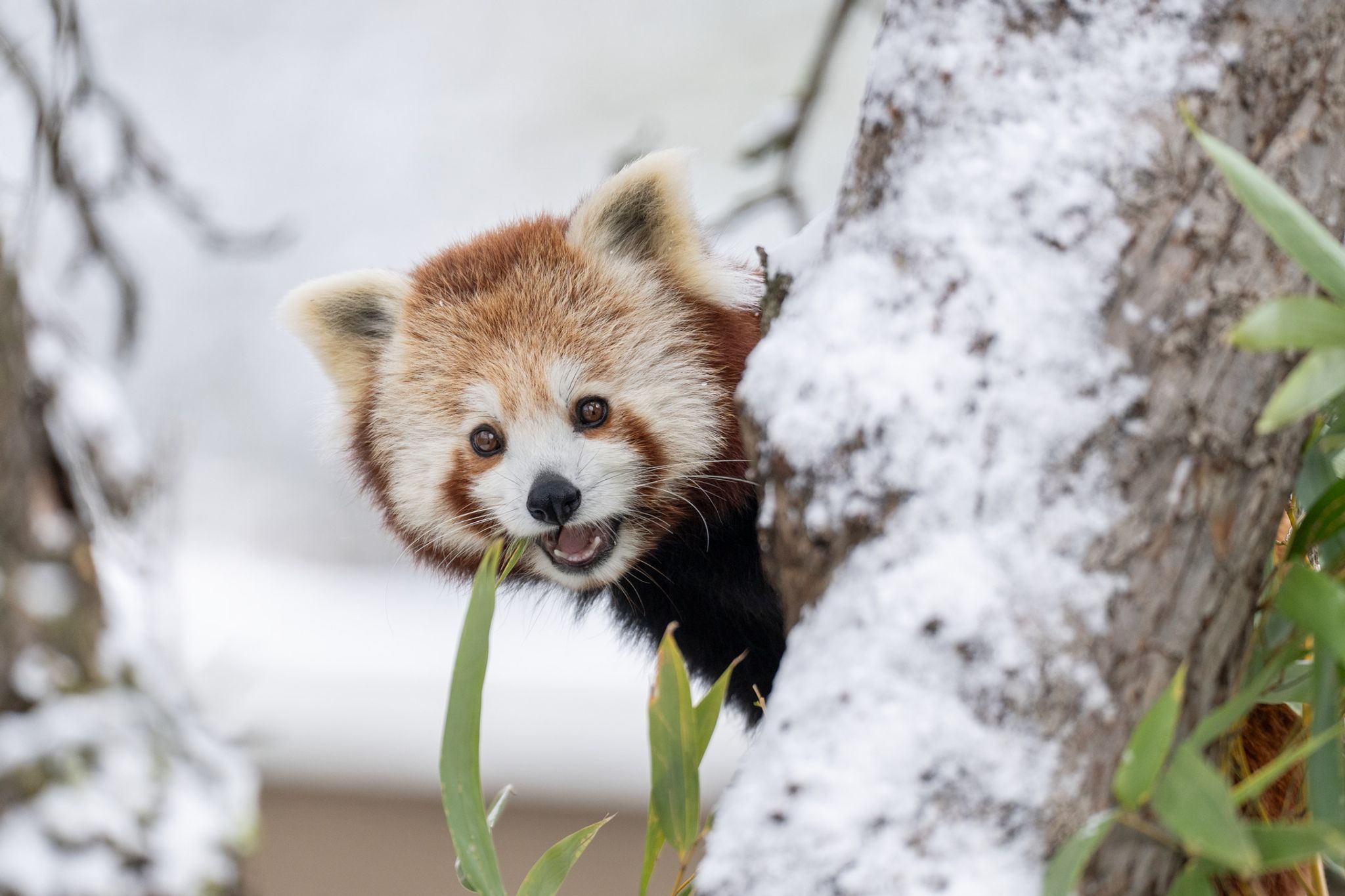 Abenteuerliche Flucht im Schnee: Panda-Damen brechen aus Zoo-Gehege aus