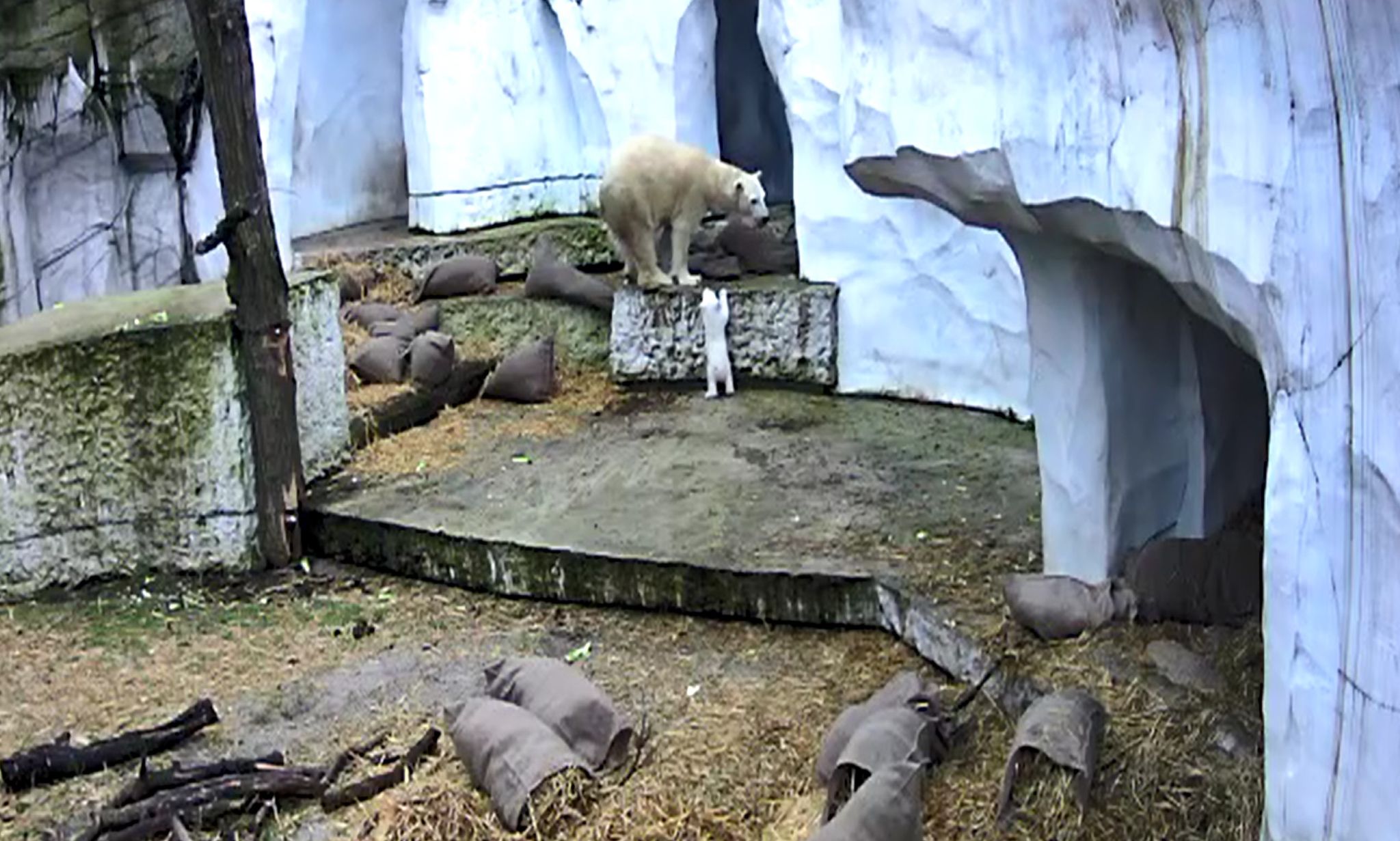 Erster Ausflug: Kleiner Eisbär im Karlsruher Zoo macht tapsige Schritte