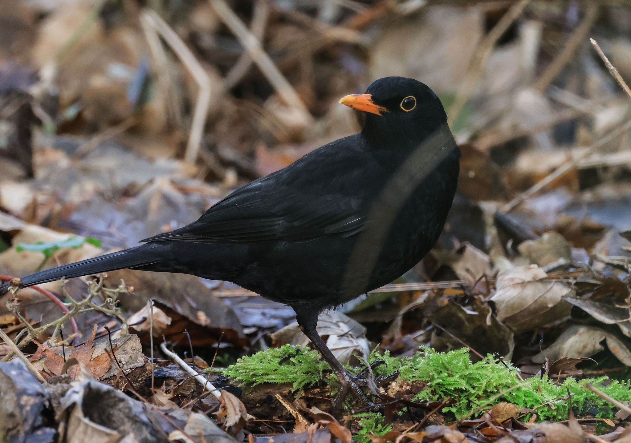 Deutlich weniger Amseln in deutschen Gärten – Vogelzählung zeigt Rückgang