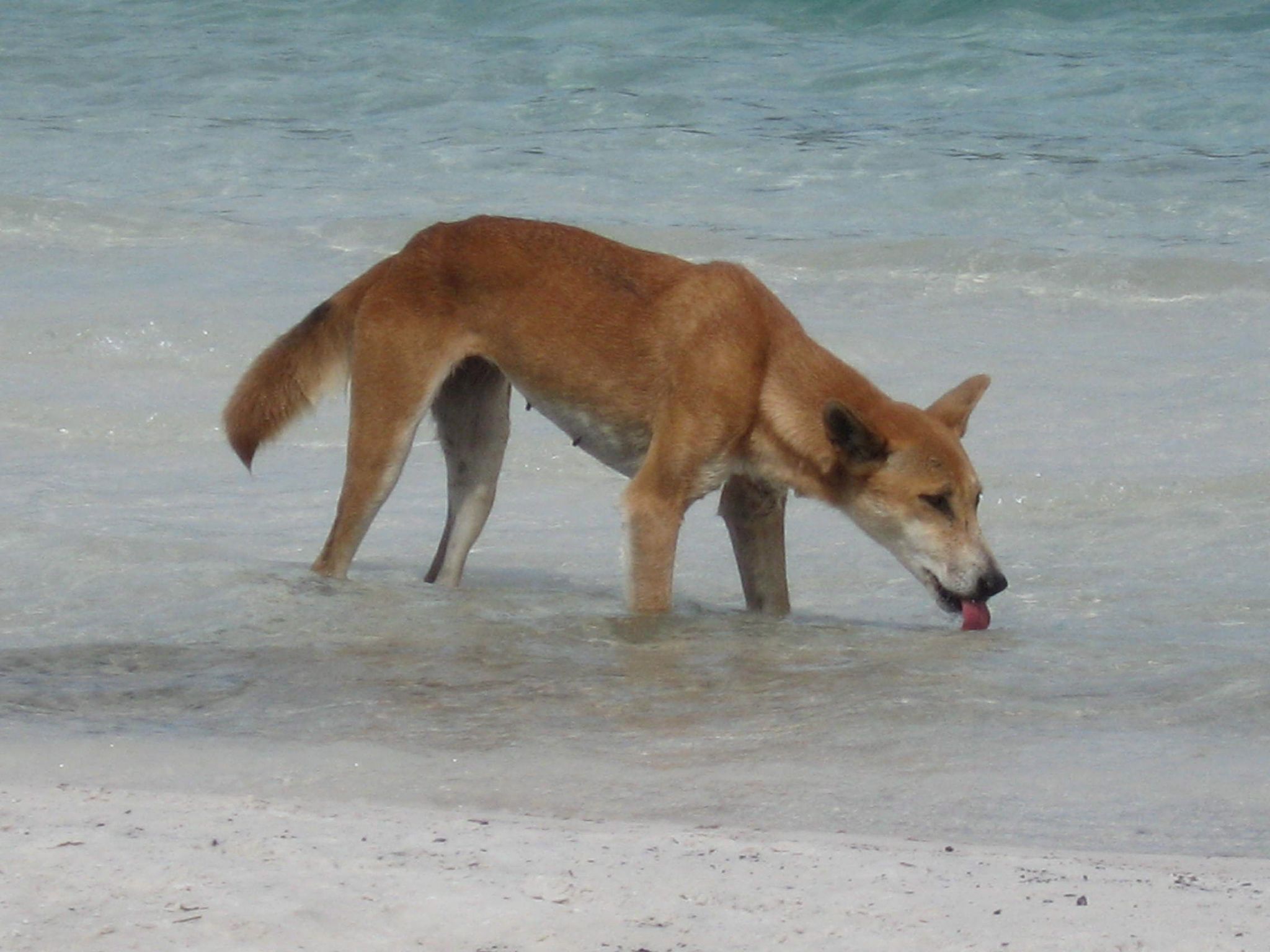 Aggressive Dingos auf Fraser Island: Vier Touristen angegriffen