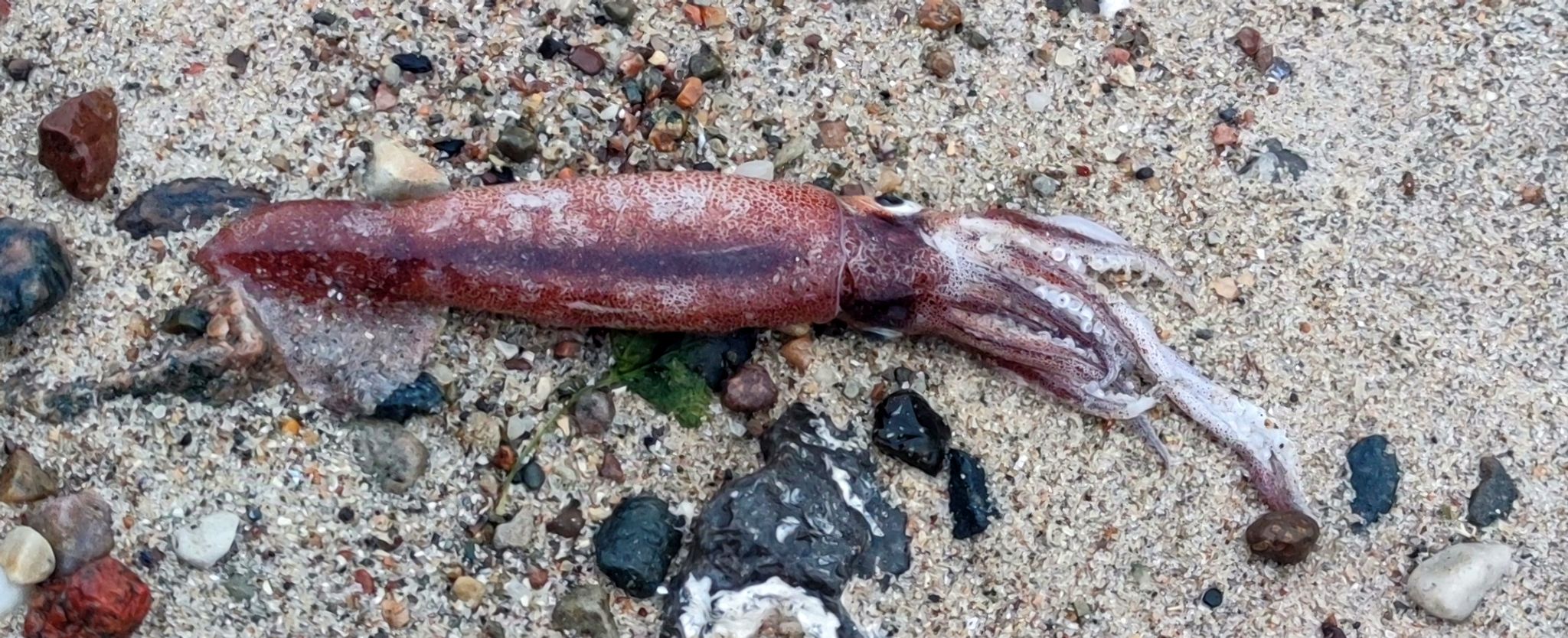 Toter Kalmar am Ostseestrand entdeckt