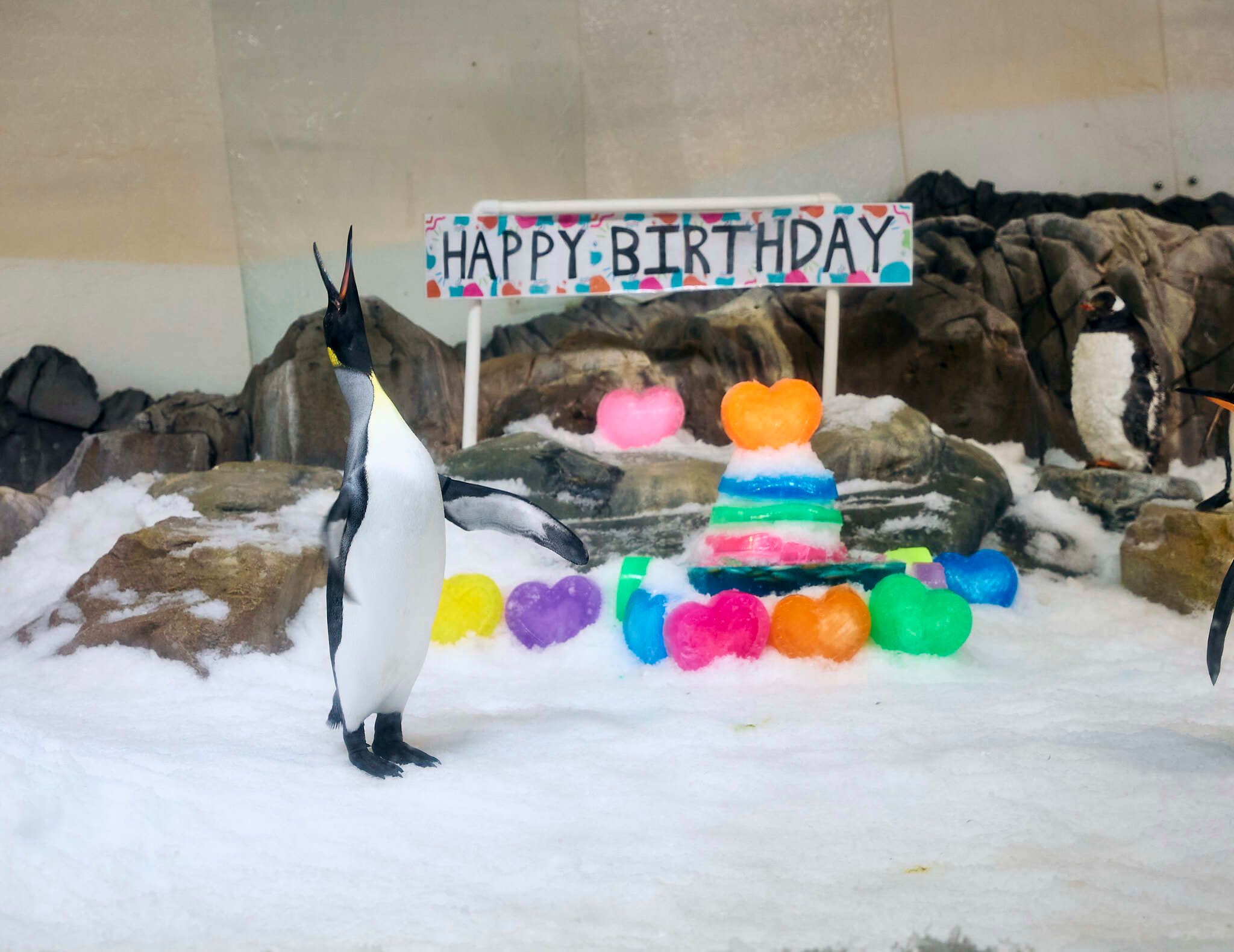 Ein Pinguin als Weltstar: Pesto feiert ersten Geburtstag