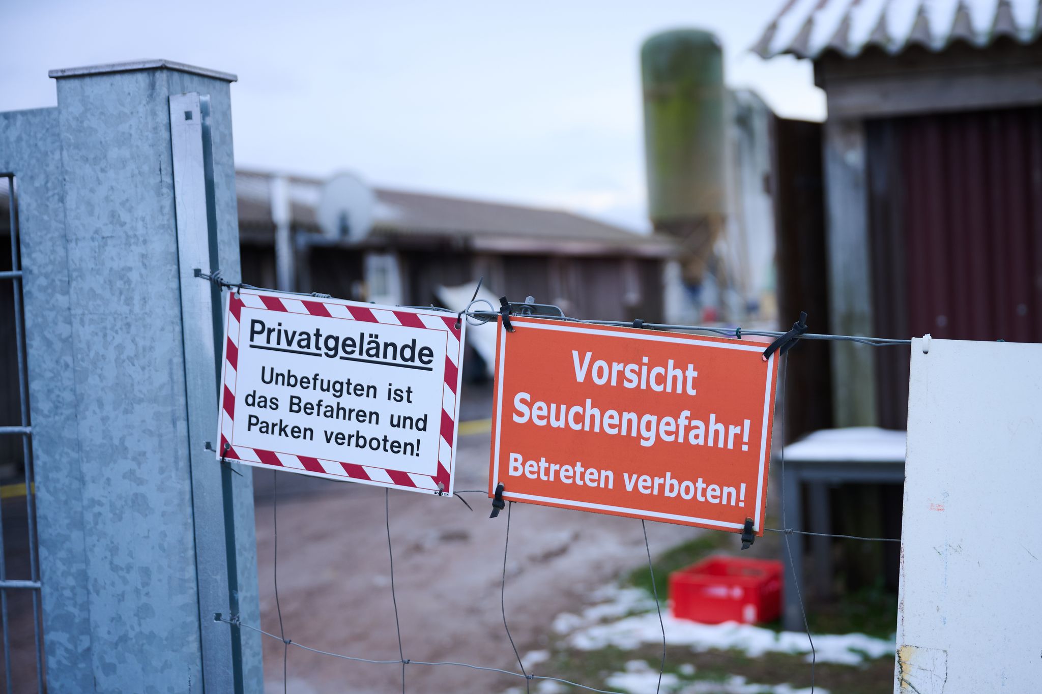 Keine weiteren Fälle von MKS bei Wasserbüffeln in Brandenburg entdeckt