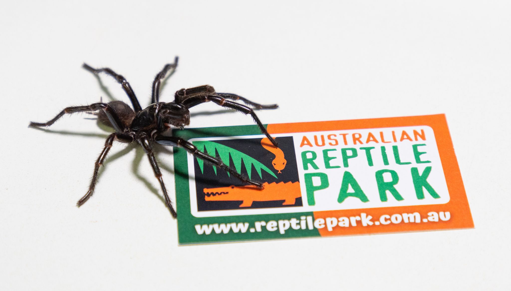 Australien: Giftigste Spinne der Welt besteht aus drei Arten