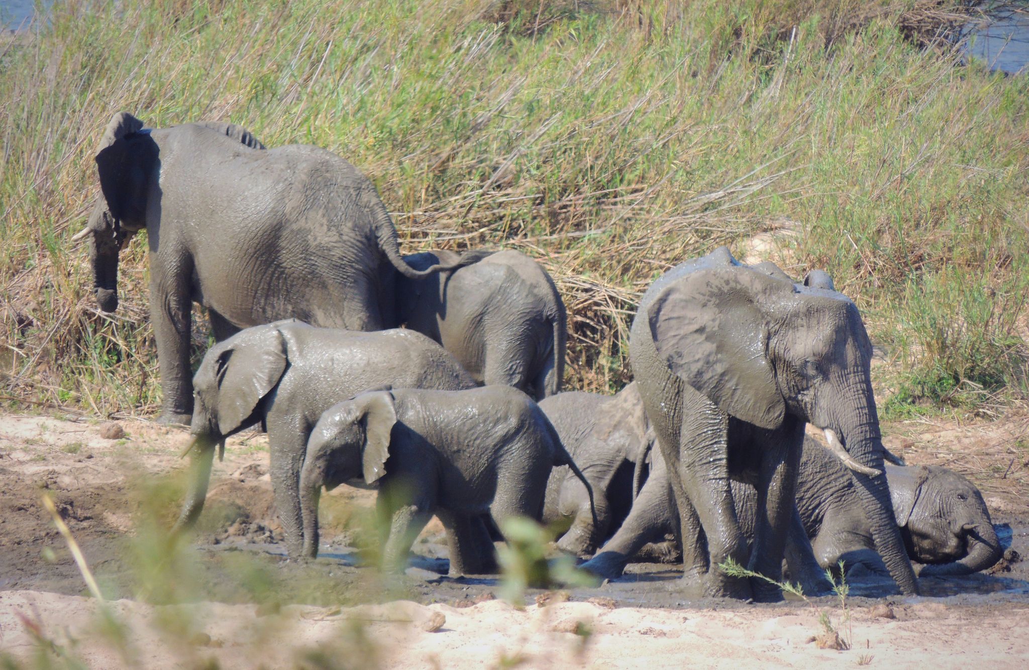 Elefant trampelt Tourist im Krüger-Nationalpark tot