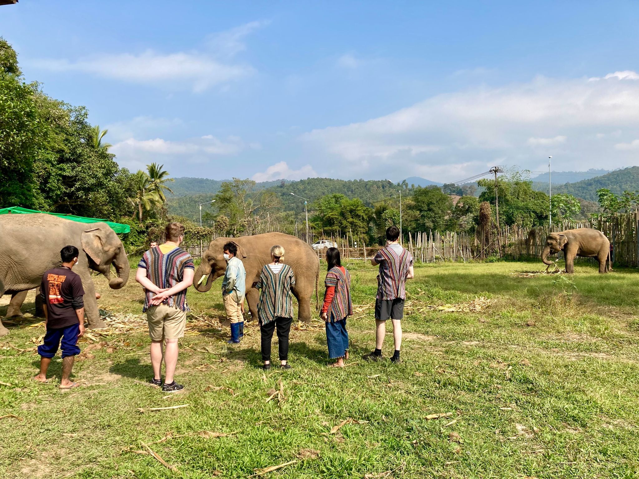 Tragischer Vorfall in Thailand: Elefant attackiert Touristin tödlich