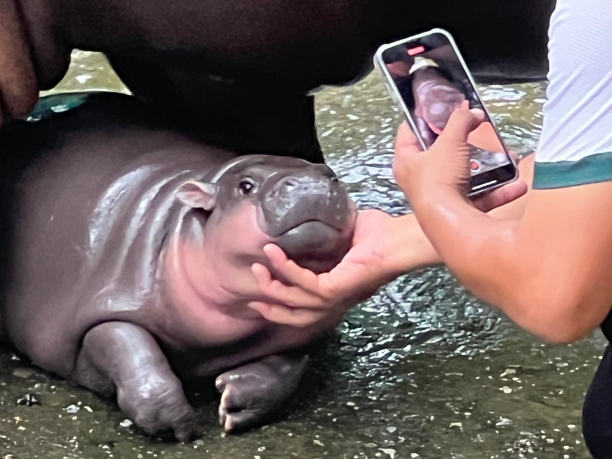 Ein Hippo-Mädchen als Kassenschlager: Das Phänomen Moo Deng