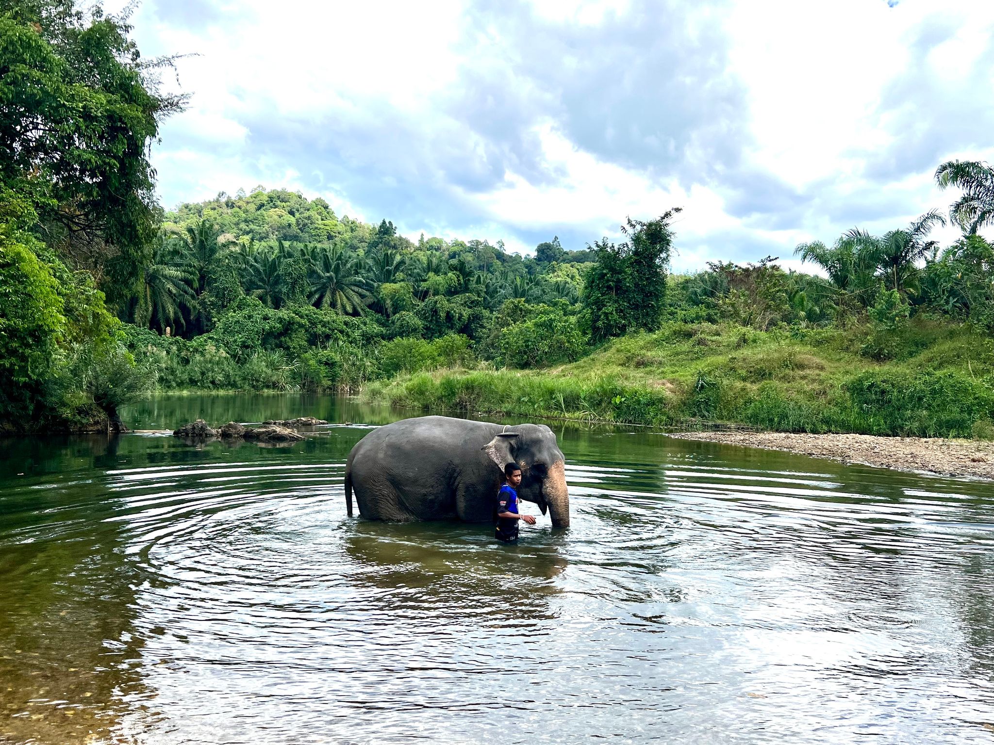 Tragischer Vorfall in Thailand: Elefant tötet spanische Touristin