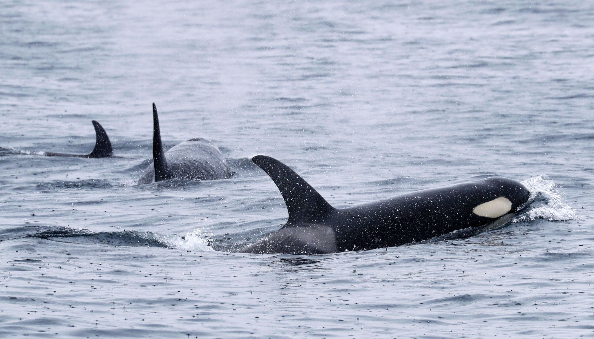 Norwegisches Segelboot vor Portugal von Orcas beschädigt